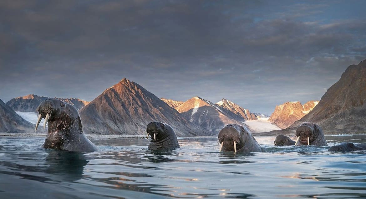 Walrus swimming in Svalbard